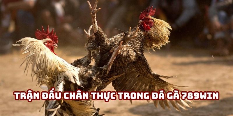 Trận đấu chân thực trong Đá gà 789WIN