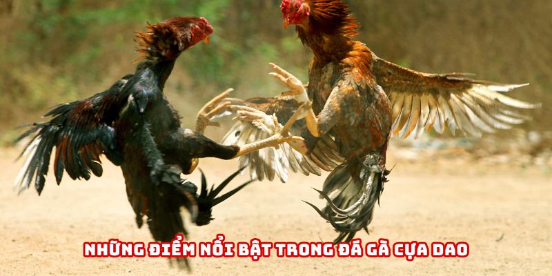 Đá gà cựa dao trở thành tâm điểm tại 789WIN