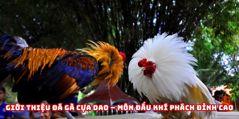 Đá gà cựa dao tại 789WIN là thế giới của máu lửa