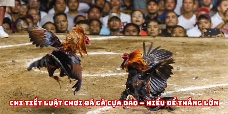 Chi tiết luật chơi của game đá gà cựa dao