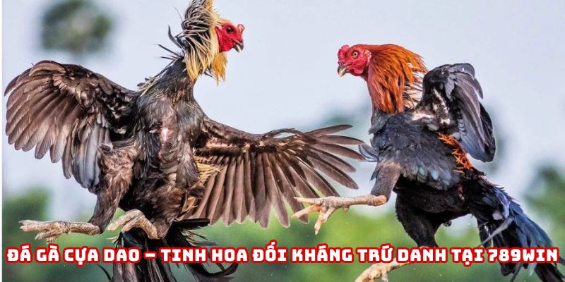 đá gà cựa dao