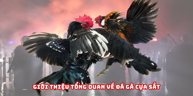 Khám phá thế giới đá gà cựa sắt cực cuốn hút tại 789WIN