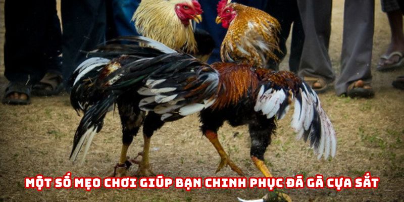 Một số mẹo chơi giúp bạn chinh phục đá gà cựa sắt