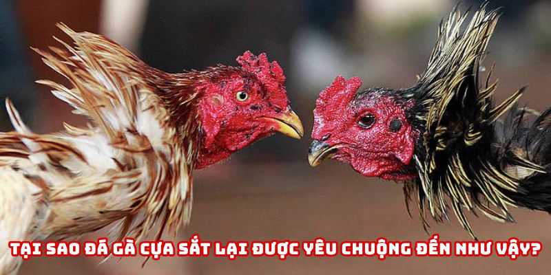 Đá gà cựa sắt là sự kết hợp đầy tính nghệ thuật