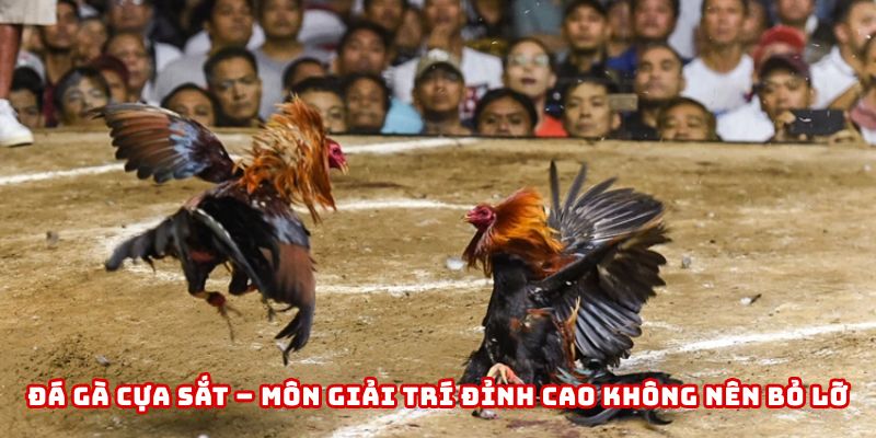 đá gà cựa sắt