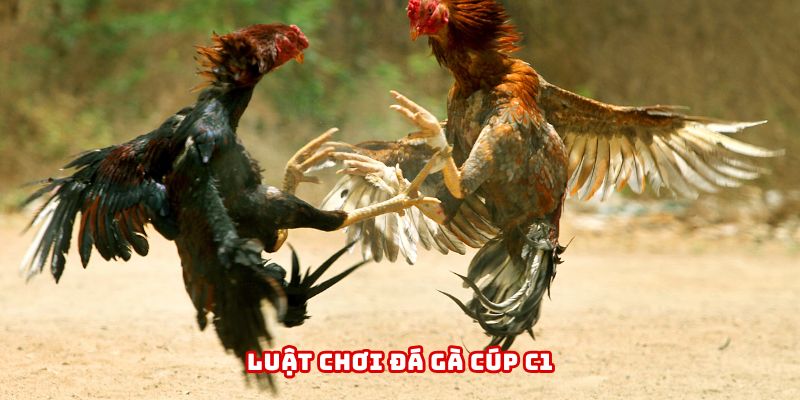 Tìm hiểu luật chơi chi tiết trong đá gà cúp C1