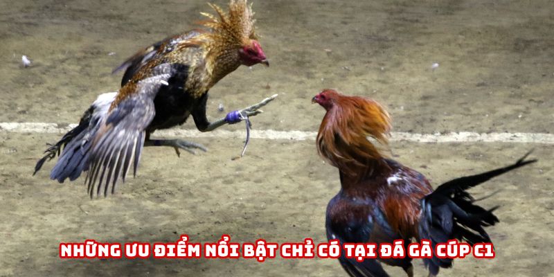 Những ưu điểm nổi bật chỉ có tại đá gà cúp C1