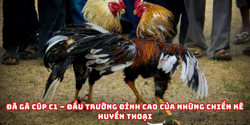 đá gà cúp c1