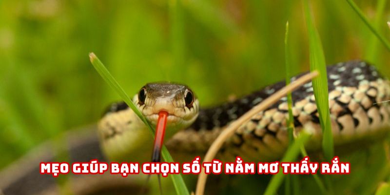 Một số mẹo giúp bạn chọn số lấy may