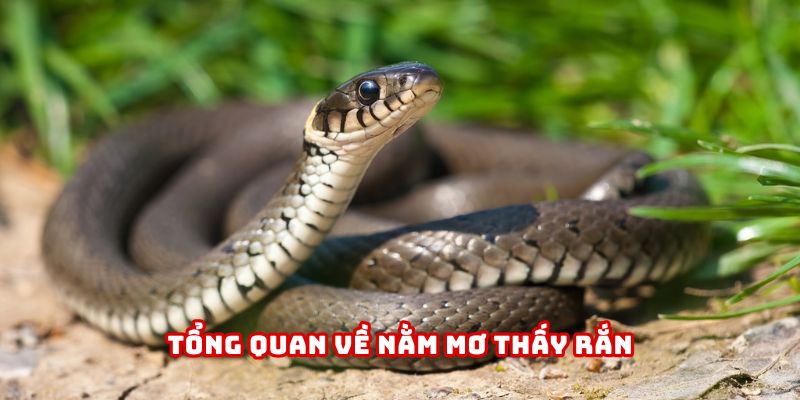 Giải mã chi tiết hiện tượng nằm mơ thấy rắn